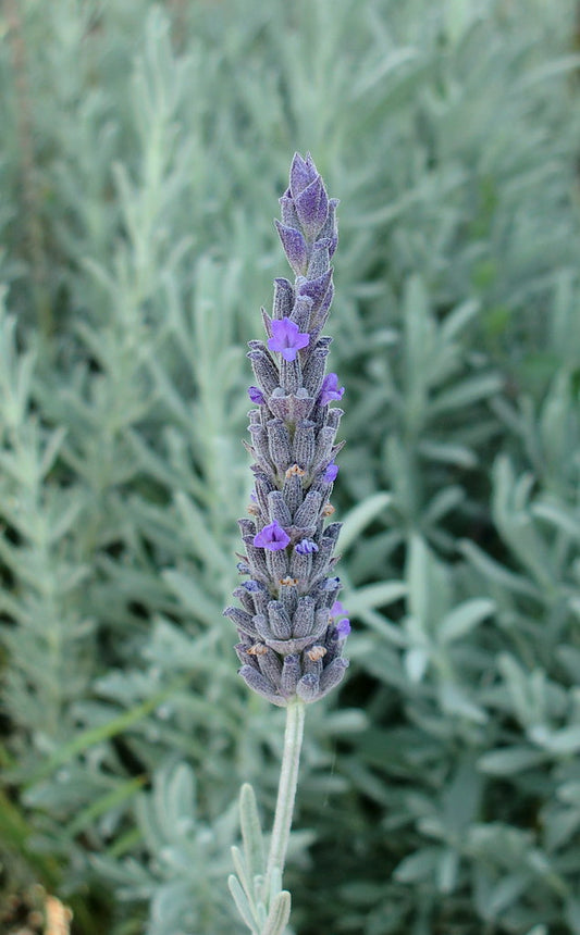 Lavande allardii