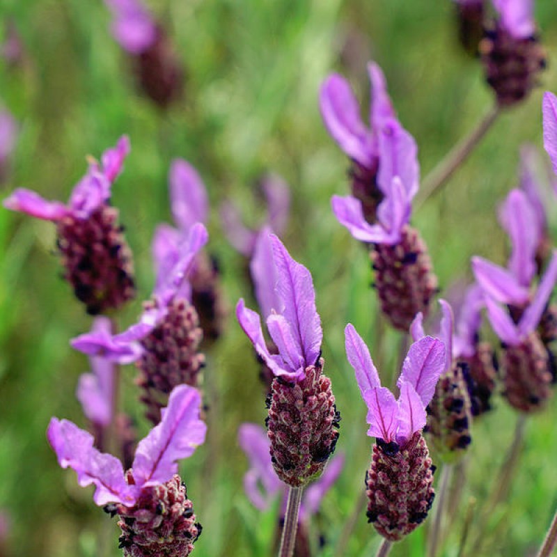 Lavande papillon