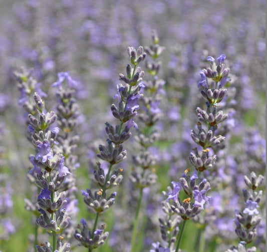 Lavande officinale