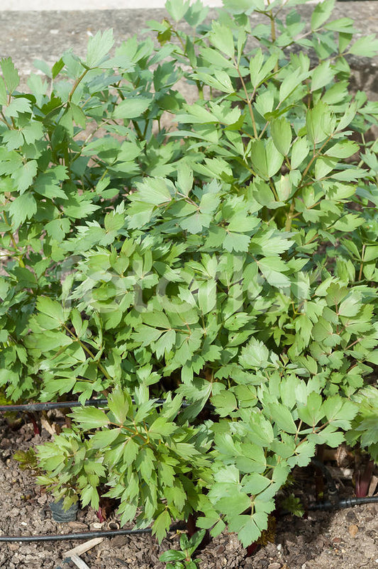 Livèche - Céleri perpétuel