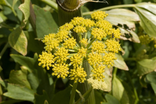 Livèche - Céleri perpétuel