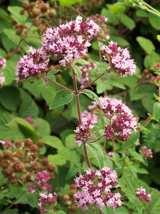 Marjolaine à Fleurs violettes