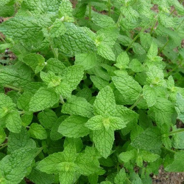 Menthe de Gattefossé
