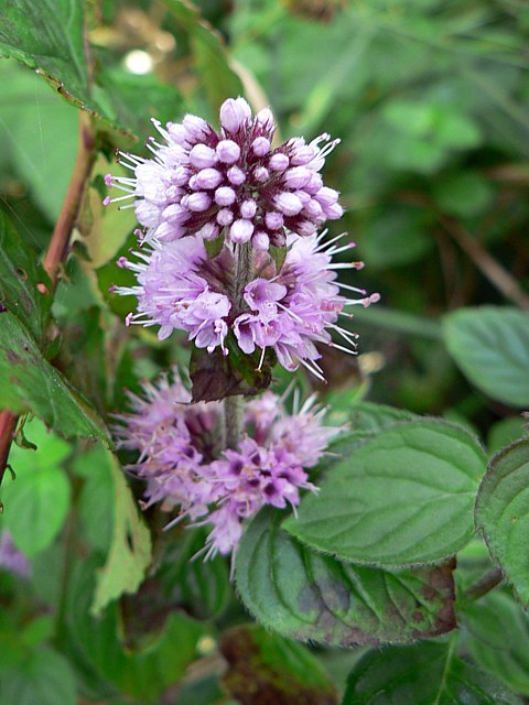 Menthe Aquatique