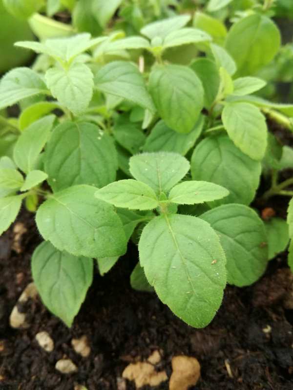 Menthe Banane