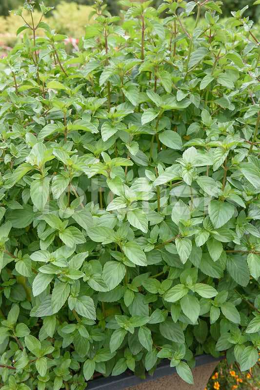Menthe Bergamote