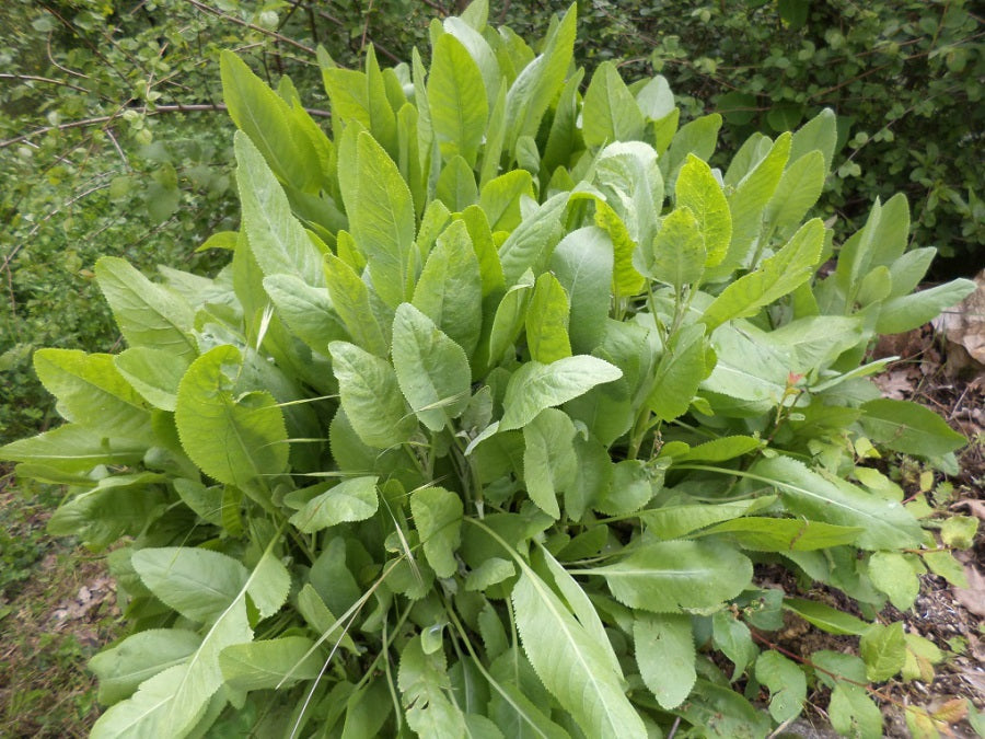 Menthe Coq