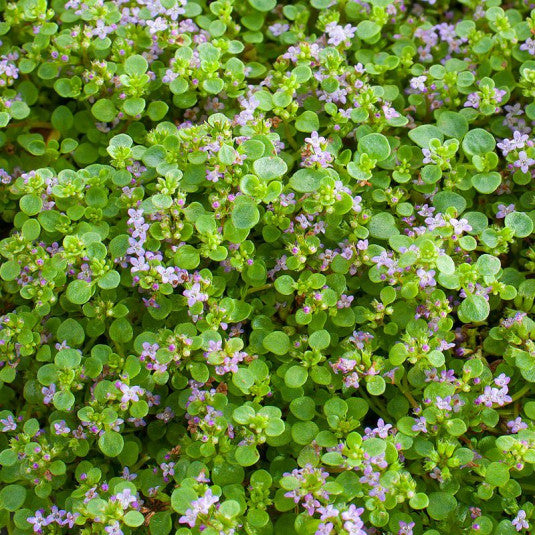 Menthe Corse