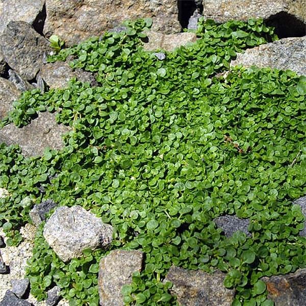 Menthe Corse