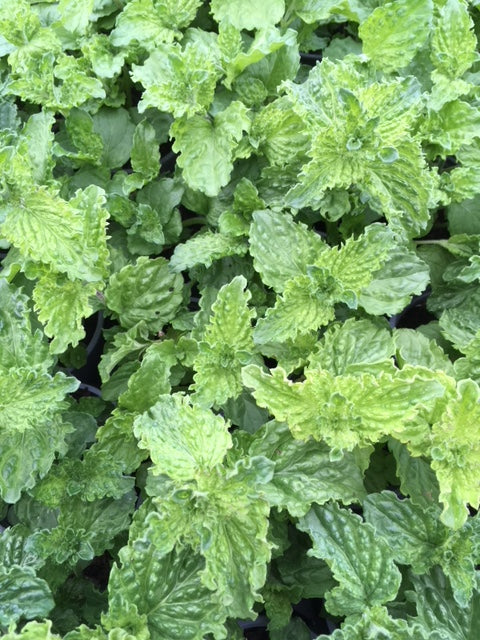 Menthe Crispée