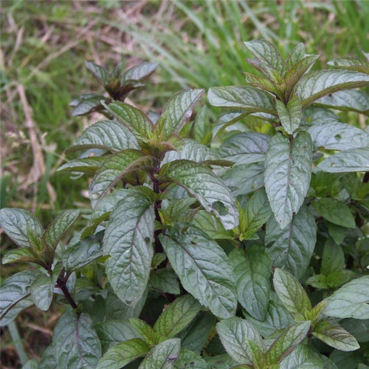 Menthe poivrée de Milly la Forêt