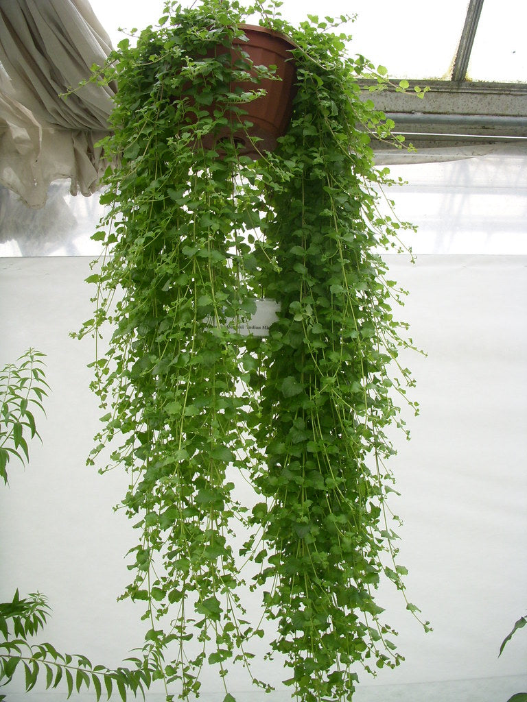 Menthe Indienne