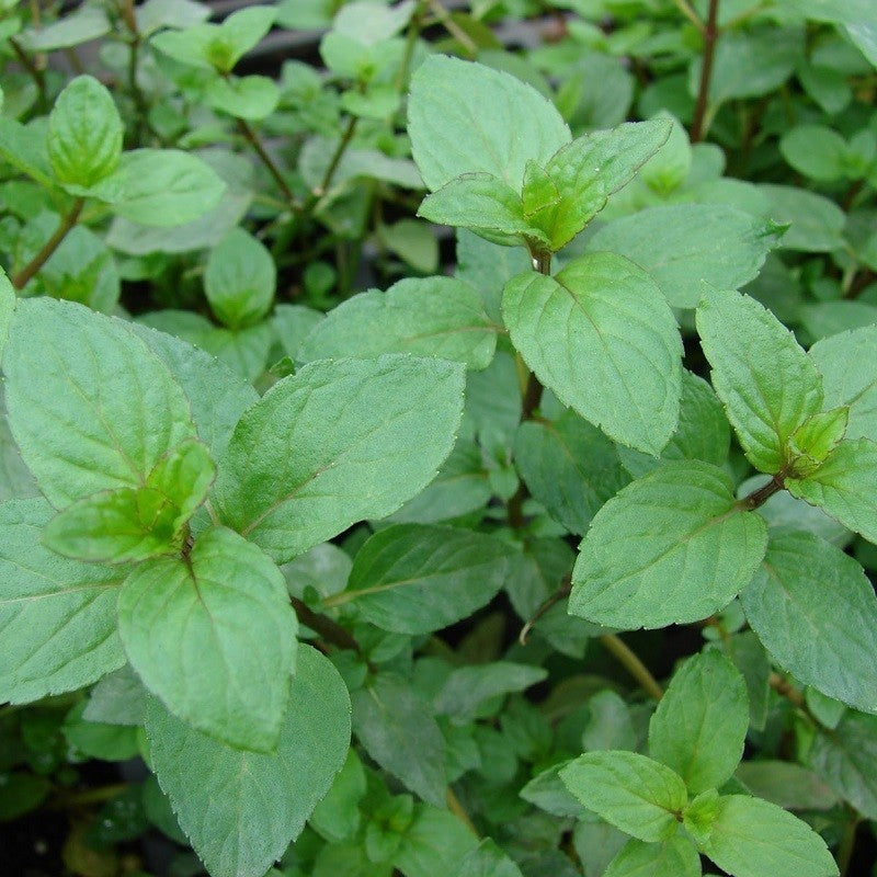 Menthe Lavande