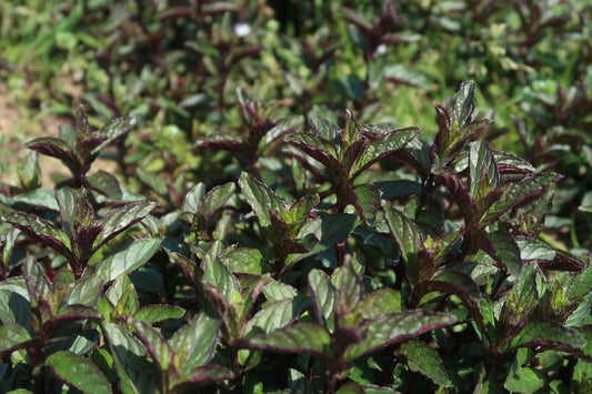 Menthe poivrée de Mitcham