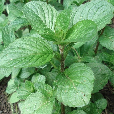 Menthe Orange