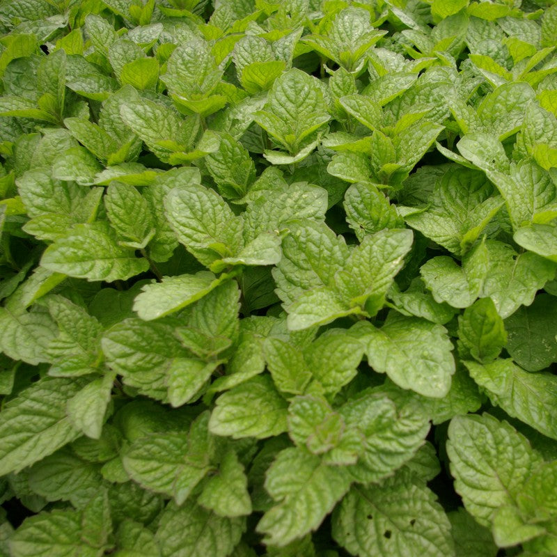 Menthe Pamplemousse