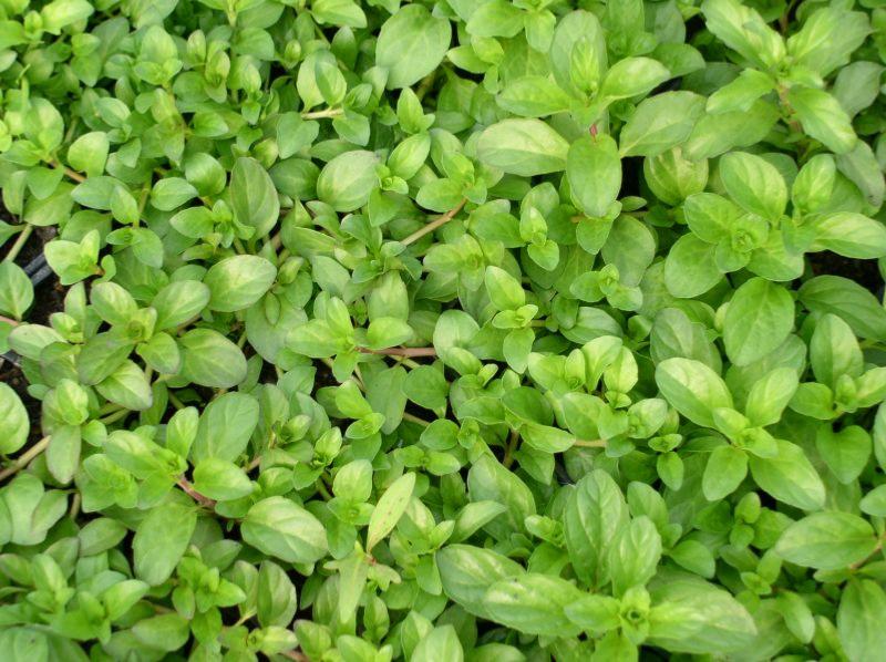 Menthe Pouliot