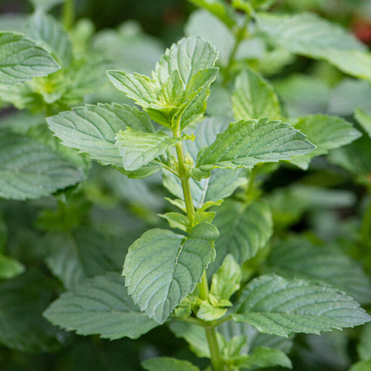 Menthe poivrée de Yakima