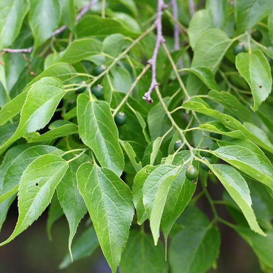 Micocoulier de Virginie