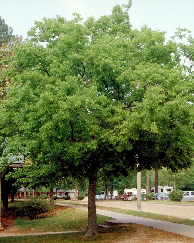 Micocoulier de Provence