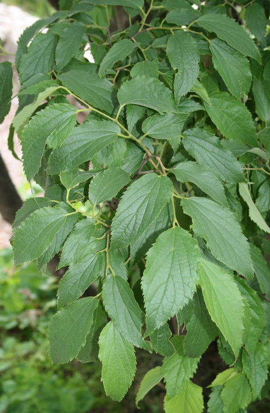 Micocoulier de Provence