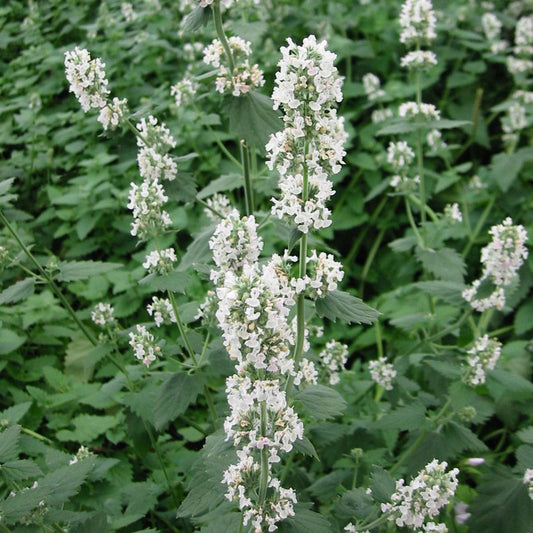 Herbe aux chats - Nepeta cataria