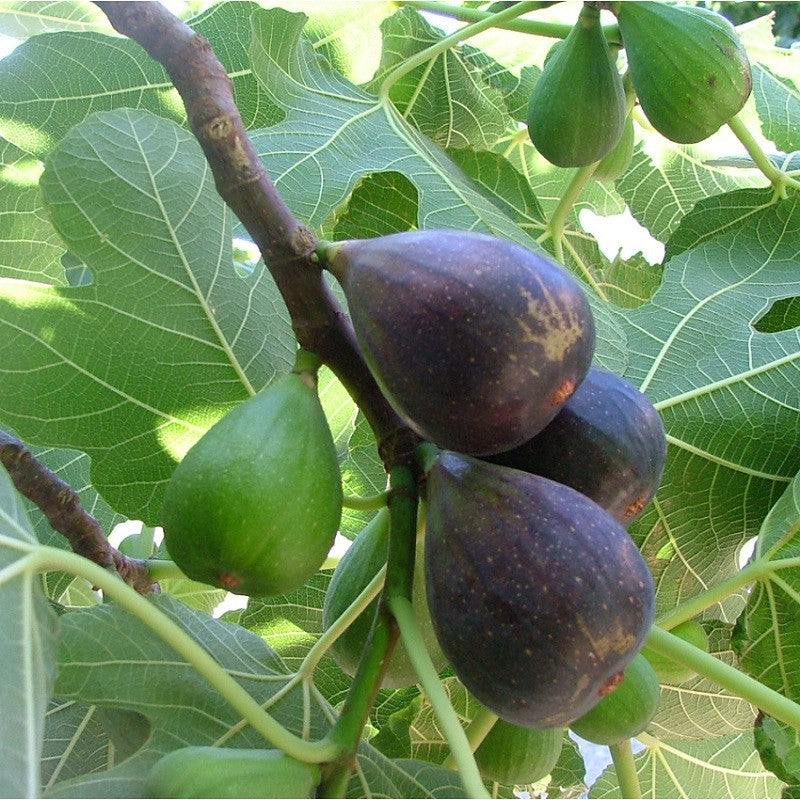 Figue Noire de Caromb