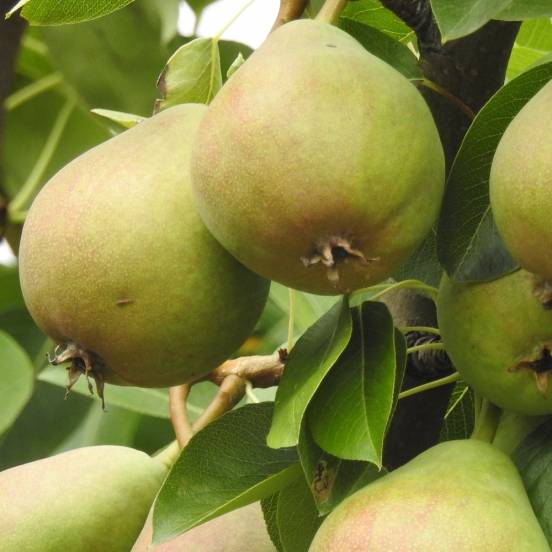 Poire Belle Epine du Mas