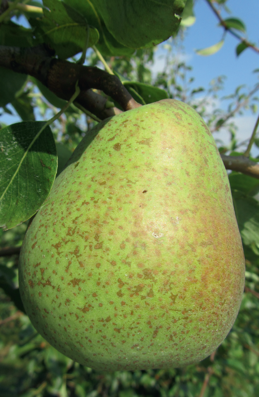 Poire Virgouleuse