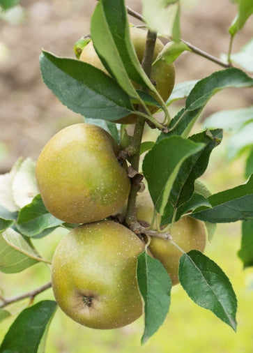 Pomme Court Pendu Gris du Limousin