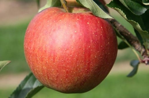 Pomme Petite Madeleine