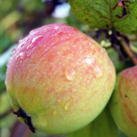 Pomme Rose de Virginie