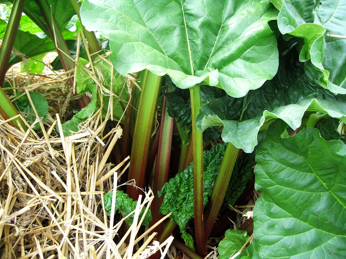 Rhubarbe Victoria