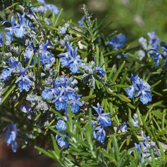 Romarin Bleu Toscan