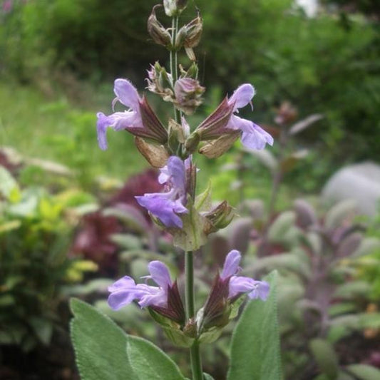 Sauge Officinale