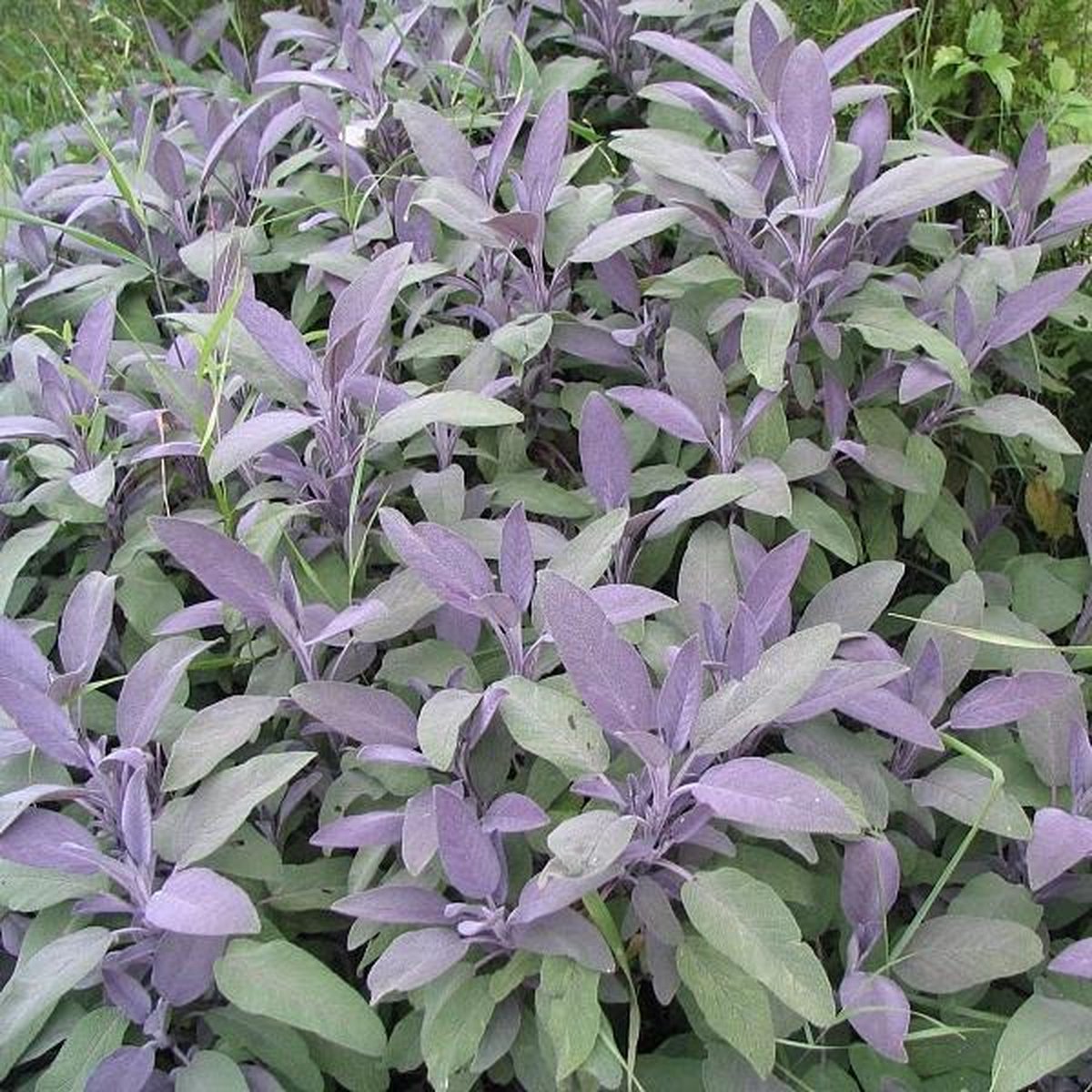 Sauge Officinale Pourpre