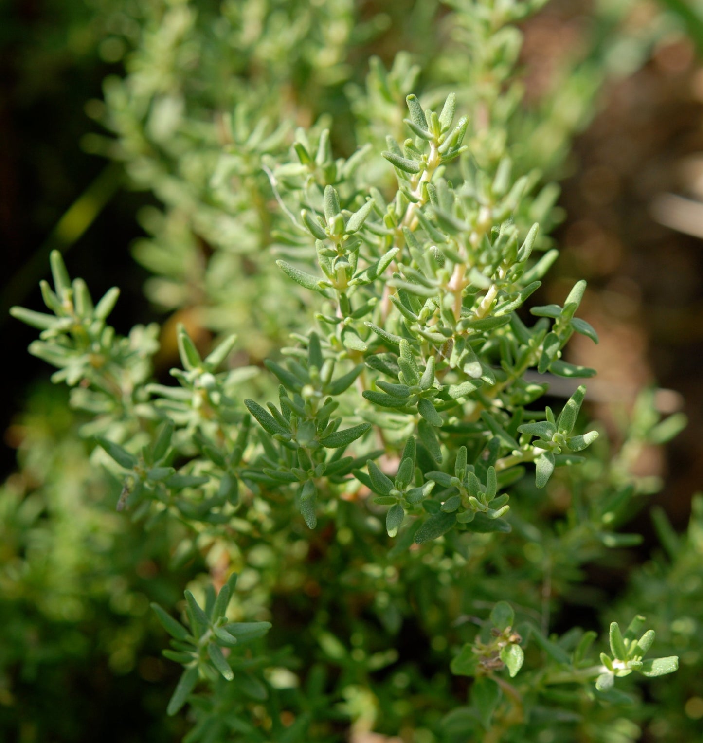 Thym à Thujanol