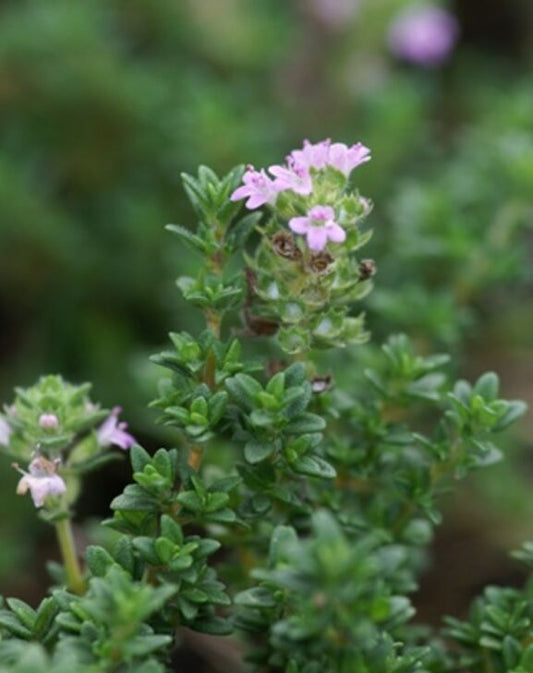 Thym à odeur de Pin