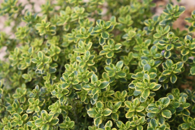 Thym Citron Panaché