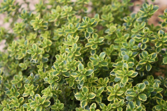 Thym Citron Panaché