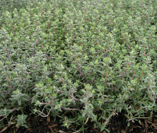 Thym Orange