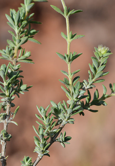 Thym Résineux