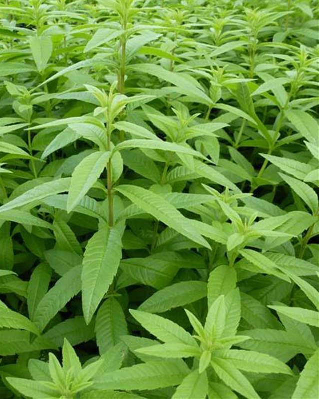 Verveine Citronnelle