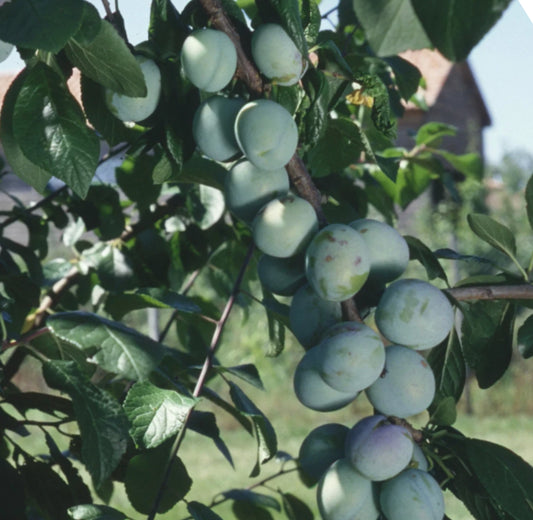 Prune Verdane
