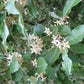 Goumi - Eleagnus Umbellata "Amoroso"