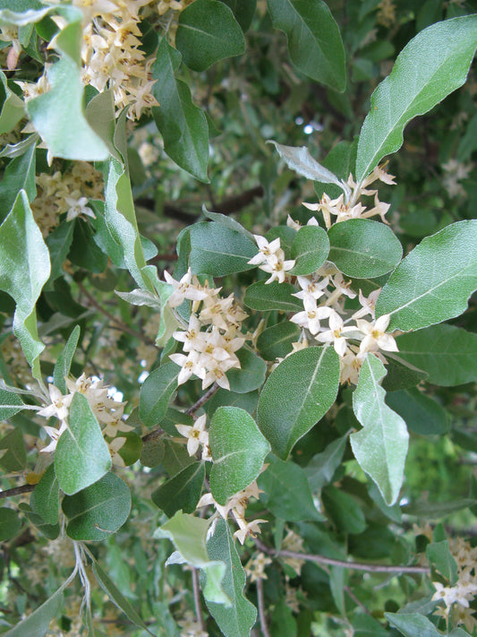 Goumi - Eleagnus Umbellata "Amoroso"