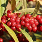 Goumi - Eleagnus Umbellata "Amoroso"