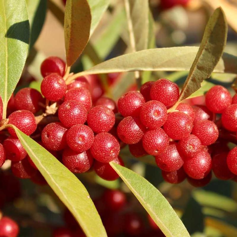 Goumi - Eleagnus Umbellata "Amoroso"