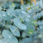 Eucalyptus "Baby Blue"