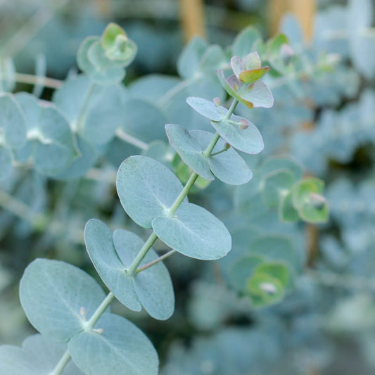 Eucalyptus "Baby Blue"